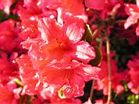 Azalee - Azalea Vuyk's Scarlet (fam. Ericacee) (05) (Photo F. Mrugala)